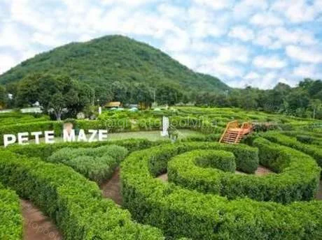 พิชร์เขาวงกต เขาใหญ่